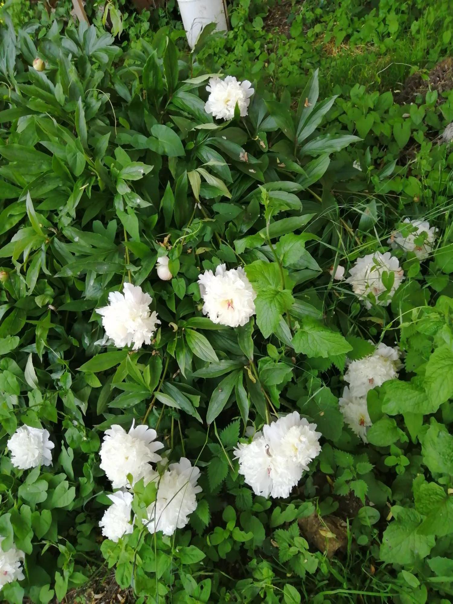 Willa O Jardin De Boutancourt Zewnętrze zdjęcie
